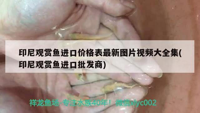 印尼观赏鱼进口价格表最新图片视频大全集(印尼观赏鱼进口批发商) 观赏鱼进出口