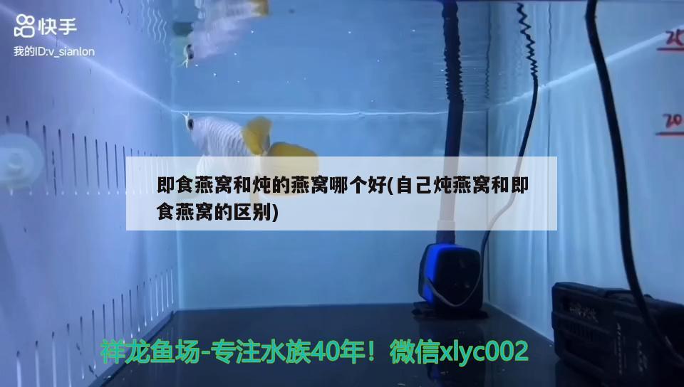 金龙鱼适宜温度多少度：金龙鱼适合温度是多少度 广州水族批发市场 第1张