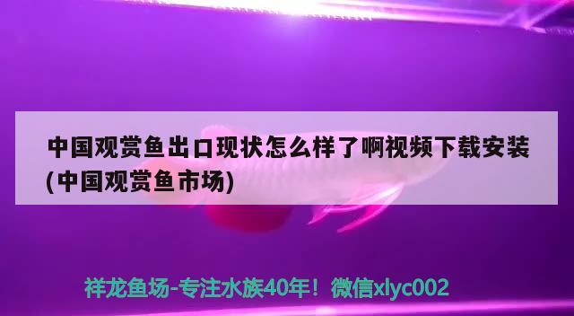 中国观赏鱼出口现状怎么样了啊视频下载安装(中国观赏鱼市场) 观赏鱼进出口