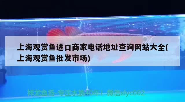 上海观赏鱼进口商家电话地址查询网站大全(上海观赏鱼批发市场) 观赏鱼进出口