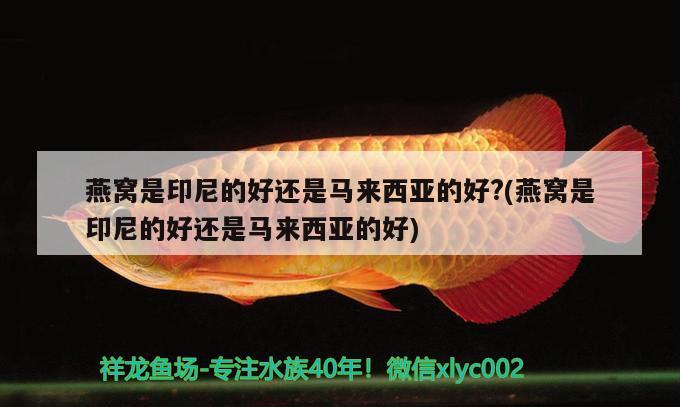 燕窝是印尼的好还是马来西亚的好?(燕窝是印尼的好还是马来西亚的好) 马来西亚燕窝