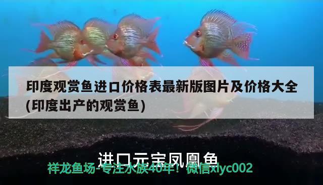 印度观赏鱼进口价格表最新版图片及价格大全(印度出产的观赏鱼) 观赏鱼进出口