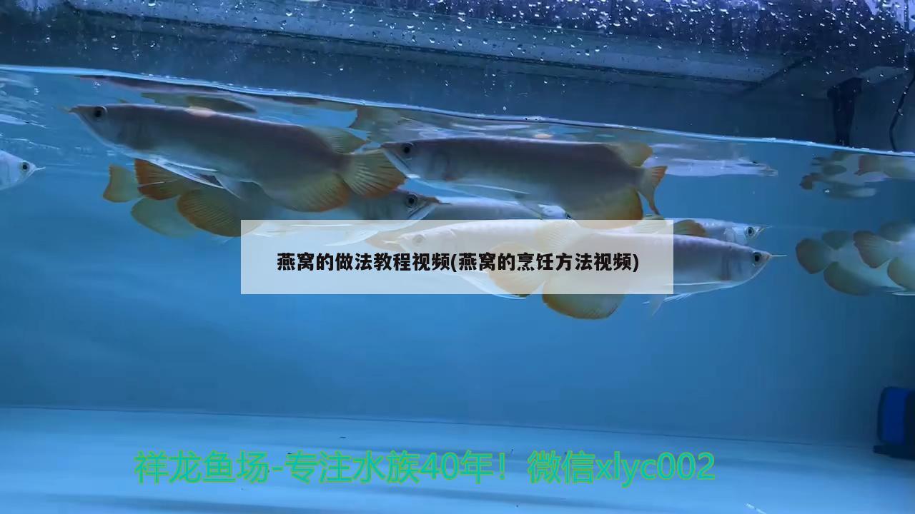 锦鲤的各种品种及价格，白色锦鲤多少钱了解的说下 观赏鱼 第3张