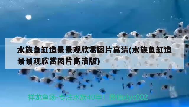 水族鱼缸造景景观欣赏图片高清(水族鱼缸造景景观欣赏图片高清版) 巴卡雷龙鱼