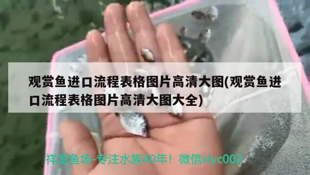 罗汉鱼能长多长，什么是鸿运当头鱼苗