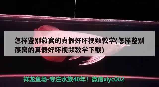 怎样鉴别燕窝的真假好坏视频教学(怎样鉴别燕窝的真假好坏视频教学下载) 马来西亚燕窝