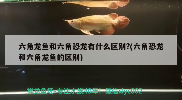 六角龙鱼和六角恐龙有什么区别?(六角恐龙和六角龙鱼的区别)