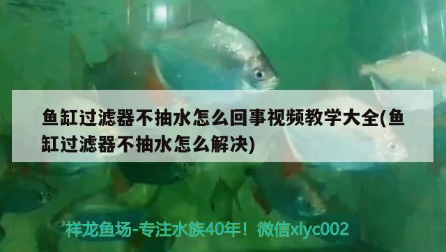 鱼缸过滤器不抽水怎么回事视频教学大全(鱼缸过滤器不抽水怎么解决)