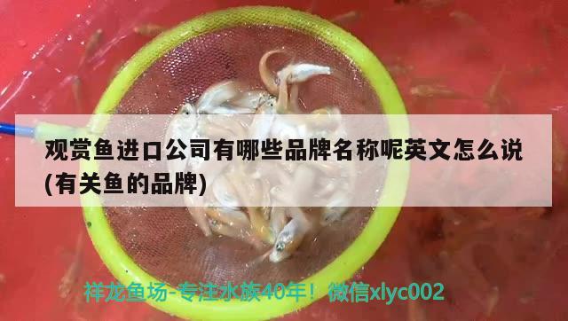 观赏鱼进口公司有哪些品牌名称呢英文怎么说(有关鱼的品牌) 观赏鱼进出口