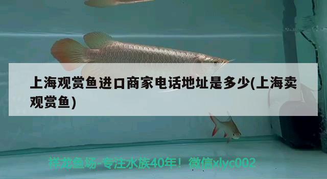 龙鱼不开口的原因有哪些(龙鱼不开口的原因有哪些症状) 祥龙鱼场其他产品