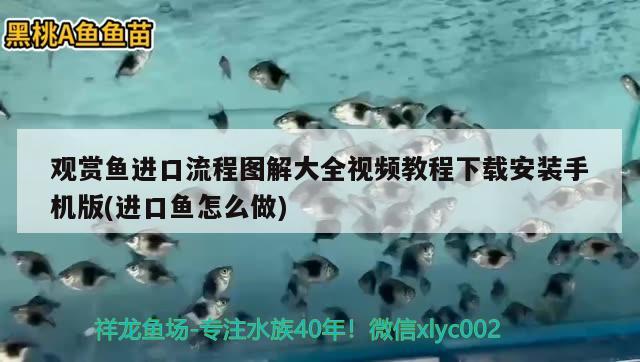 观赏鱼进口流程图解大全视频教程下载安装手机版(进口鱼怎么做) 观赏鱼进出口