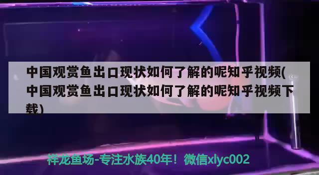 中国观赏鱼出口现状如何了解的呢知乎视频(中国观赏鱼出口现状如何了解的呢知乎视频下载) 观赏鱼进出口