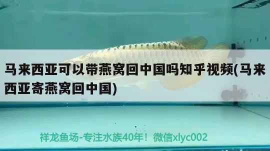 马来西亚可以带燕窝回中国吗知乎视频(马来西亚寄燕窝回中国) 马来西亚燕窝