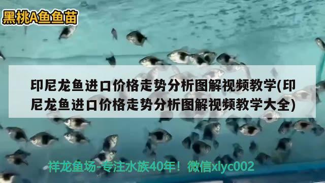 在家宅着没事又换造景了 马拉莫宝石鱼 第2张