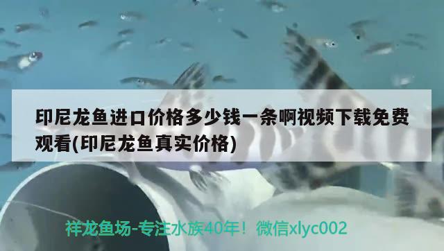 印尼龙鱼进口价格多少钱一条啊视频下载免费观看(印尼龙鱼真实价格)