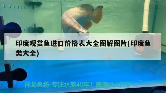 南宁龙鱼价格查询表图片：南宁广龙鱼 养鱼的好处 第1张