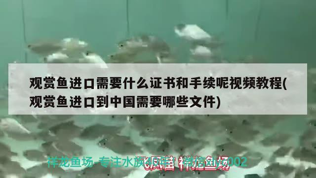观赏鱼进口需要什么证书和手续呢视频教程(观赏鱼进口到中国需要哪些文件) 观赏鱼进出口