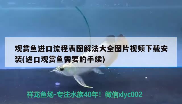 观赏鱼进口流程表图解法大全图片视频下载安装(进口观赏鱼需要的手续)