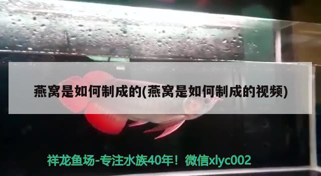 燕窝是如何制成的(燕窝是如何制成的视频) 马来西亚燕窝