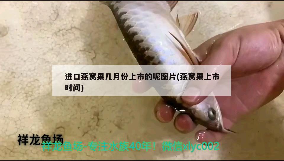 南京鱼缸定做哪家好，水族箱加热棒什么牌子好 鱼缸/水族箱 第1张