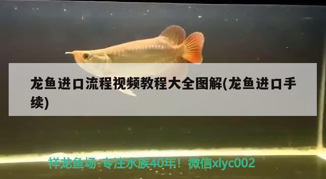 龙鱼进口流程视频教程大全图解(龙鱼进口手续) 观赏鱼进出口