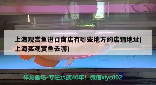 上海观赏鱼进口商店有哪些地方的店铺地址(上海买观赏鱼去哪) 观赏鱼进出口