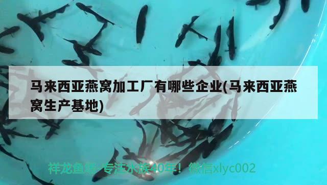 马来西亚燕窝加工厂有哪些企业(马来西亚燕窝生产基地) 马来西亚燕窝