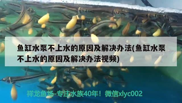 鱼缸水泵不上水的原因及解决办法(鱼缸水泵不上水的原因及解决办法视频) 鱼缸水泵