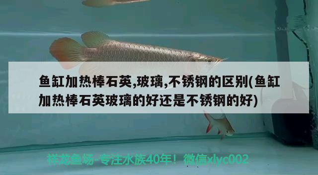 非洲凤凰鱼图片：非洲凤凰鱼的寿命有多长 观赏鱼 第2张