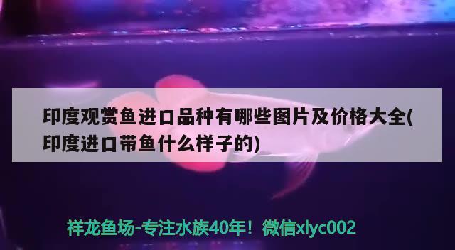 印度观赏鱼进口品种有哪些图片及价格大全(印度进口带鱼什么样子的)