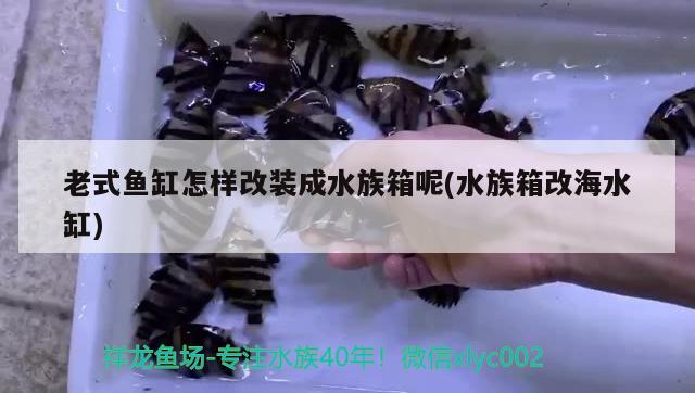 老式鱼缸怎样改装成水族箱呢(水族箱改海水缸) 鱼缸/水族箱