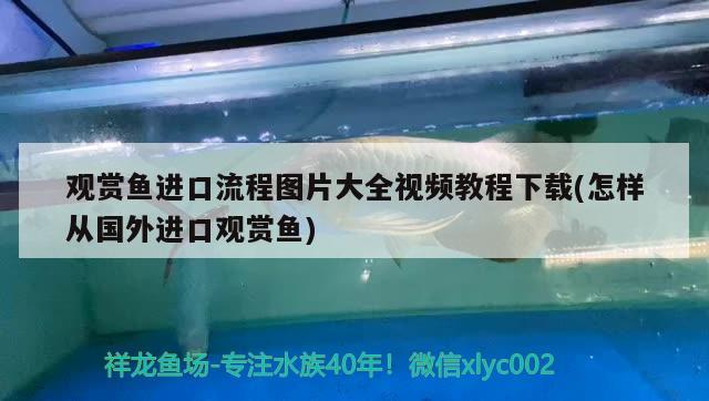 观赏鱼进口流程图片大全视频教程下载(怎样从国外进口观赏鱼) 观赏鱼进出口