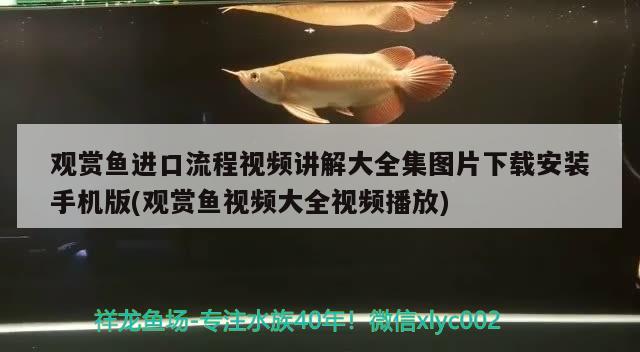 欢乐招财猫赚钱靠谱吗，招财猫app赚钱靠谱吗，开心招财猫赚钱靠谱吗？ 翡翠凤凰鱼 第2张