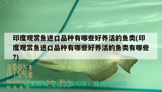 印度观赏鱼进口品种有哪些好养活的鱼类(印度观赏鱼进口品种有哪些好养活的鱼类有哪些?) 观赏鱼进出口