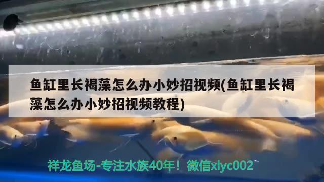 鱼缸里长褐藻怎么办小妙招视频(鱼缸里长褐藻怎么办小妙招视频教程) 龙鱼专用灯