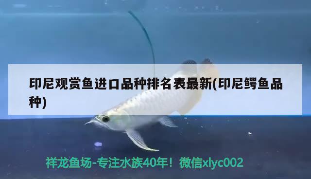 自贡水族批发市场在哪里啊最近有没有（自贡水族批发市场在哪里啊最近有没有开业） 养鱼知识 第1张