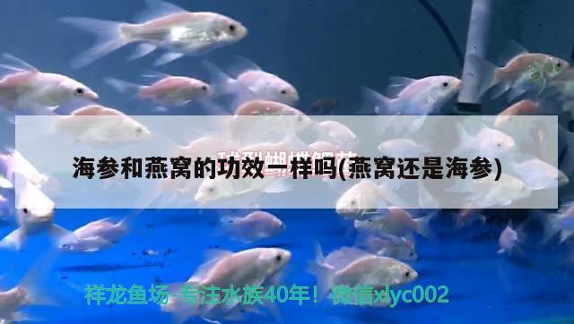 澄海鹅头为什么贵(澄海卤鹅头最贵一个多少钱)