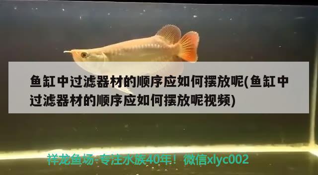 鱼缸中过滤器材的顺序应如何摆放呢(鱼缸中过滤器材的顺序应如何摆放呢视频)