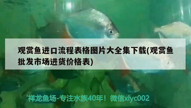 观赏鱼进口流程表格图片大全集下载(观赏鱼批发市场进货价格表) 观赏鱼进出口