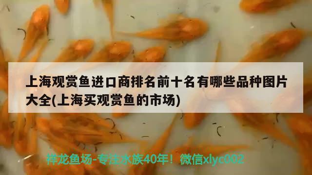 观赏鱼进口流程表图解大全视频下载软件安装(观赏鱼进口流程表图解大全视频下载软件安装手机版) 观赏鱼进出口