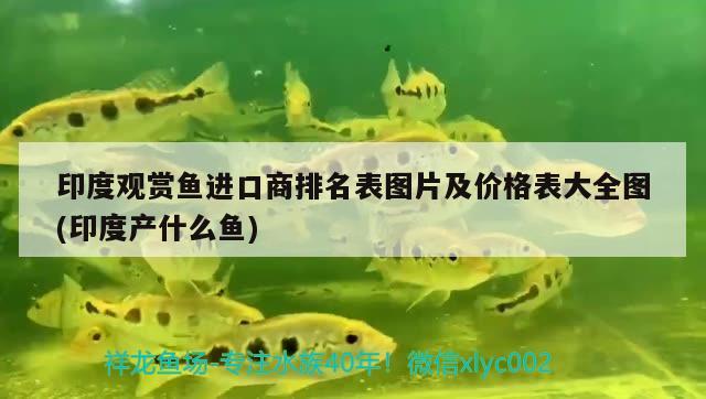 六角恐龙可以吃哈密瓜吗，六角恐龙鱼在新环境多久吃东西 养鱼的好处 第1张