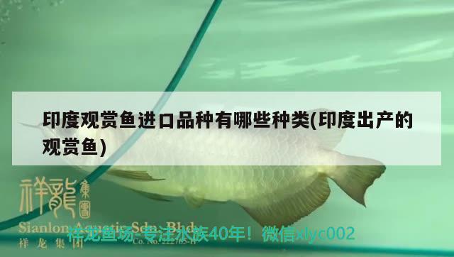 黄金锦鲤鱼一般多少钱一条，请教：德国橘黄金锦鲤一条大概多少钱 观赏鱼 第1张