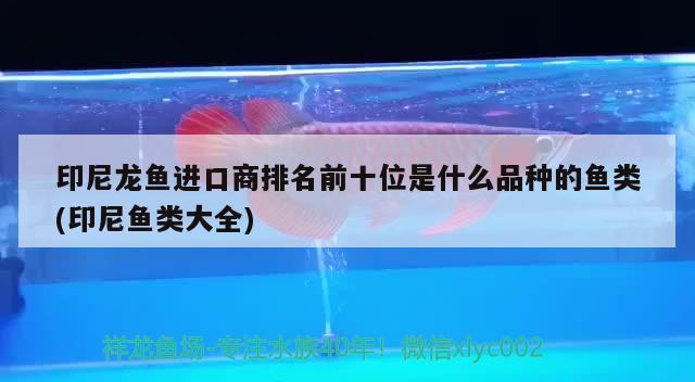 印尼龙鱼进口商排名前十位是什么品种的鱼类(印尼鱼类大全)