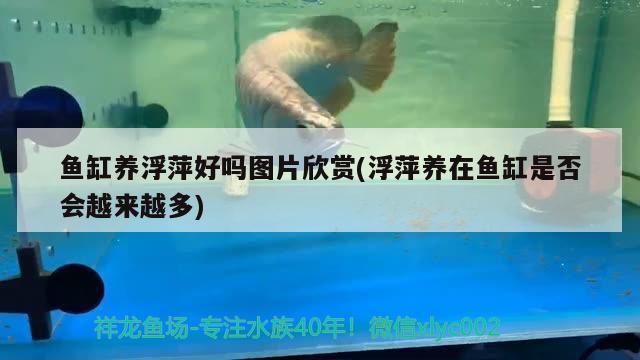 鱼缸养浮萍好吗图片欣赏(浮萍养在鱼缸是否会越来越多) 广州水族批发市场