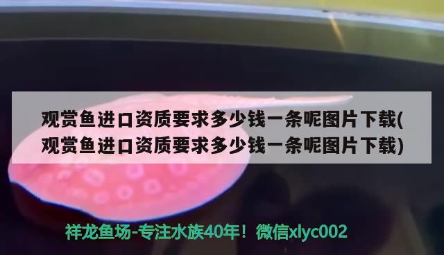 观赏鱼进口资质要求多少钱一条呢图片下载(观赏鱼进口资质要求多少钱一条呢图片下载) 观赏鱼进出口