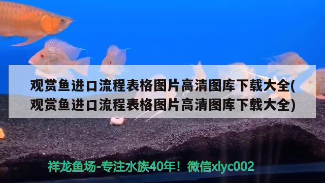 观赏鱼进口流程表格图片高清图库下载大全(观赏鱼进口流程表格图片高清图库下载大全)