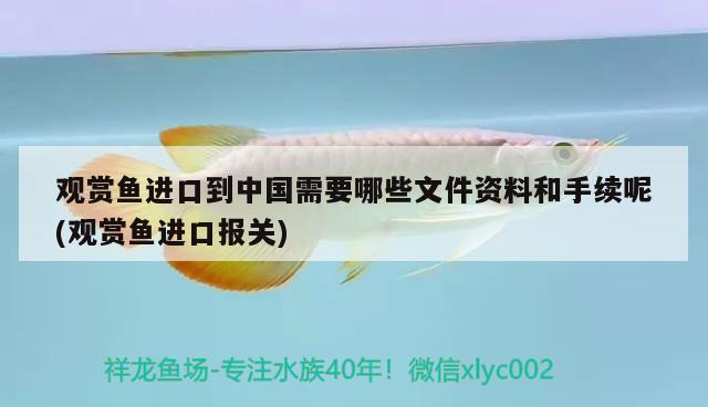 观赏鱼进口到中国需要哪些文件资料和手续呢(观赏鱼进口报关) 观赏鱼进出口