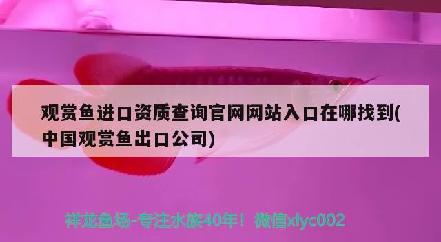 观赏鱼进口资质查询官网网站入口在哪找到(中国观赏鱼出口公司) 观赏鱼进出口