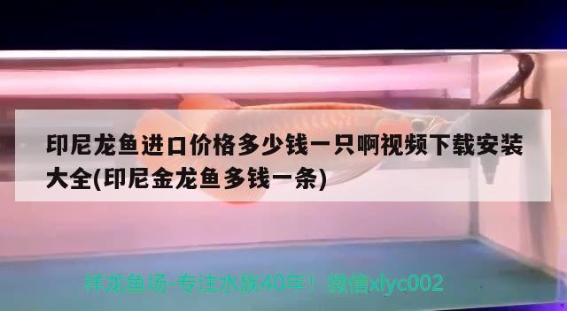 印尼龙鱼进口价格多少钱一只啊视频下载安装大全(印尼金龙鱼多钱一条)