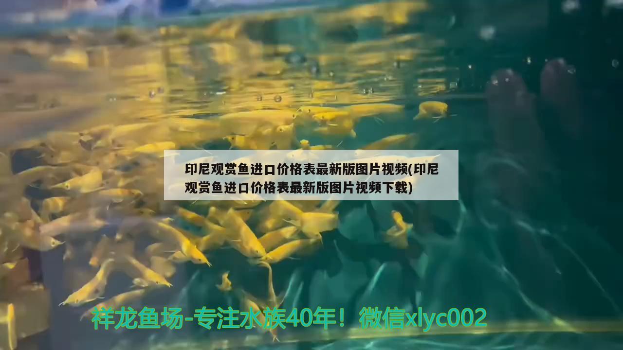 印尼观赏鱼进口价格表最新版图片视频(印尼观赏鱼进口价格表最新版图片视频下载) 观赏鱼进出口